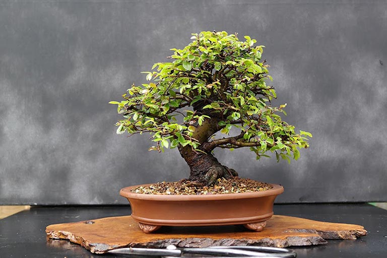 Cây bonsai tặng tân gia cho người mệnh Mộc